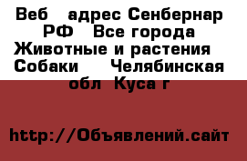 Веб – адрес Сенбернар.РФ - Все города Животные и растения » Собаки   . Челябинская обл.,Куса г.